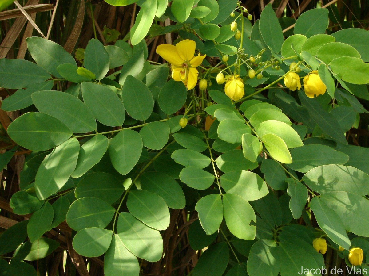 Senna surattensis (Burm.f.) H.S.Irwin & Barneby